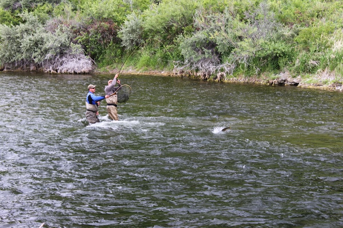 Big Sky Fly Fishers - Big Sky Fly Fishers